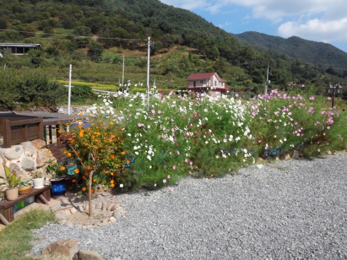 보트,보드,코스모스_(31).jpg