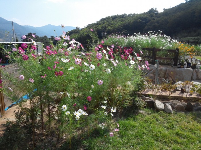 보트,보드,코스모스_(32).jpg