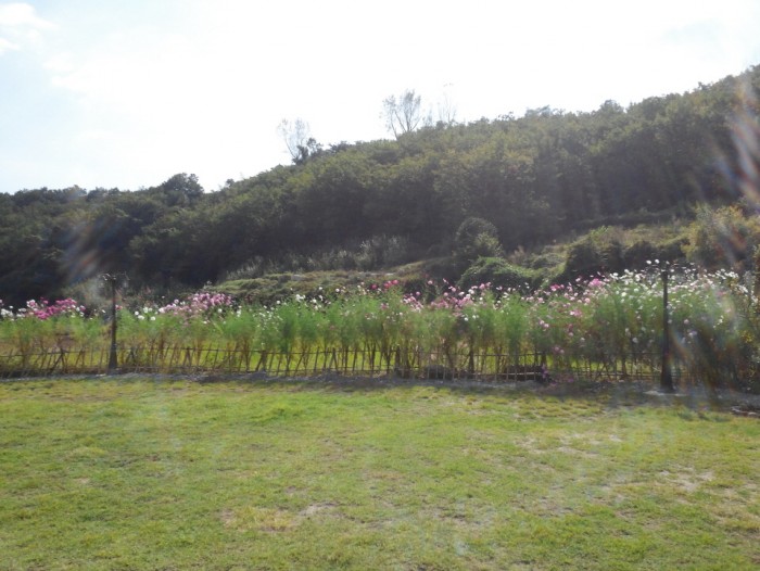보트,보드,코스모스_(42).jpg