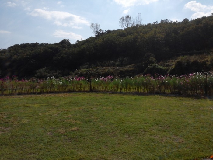 보트,보드,코스모스_(44).jpg